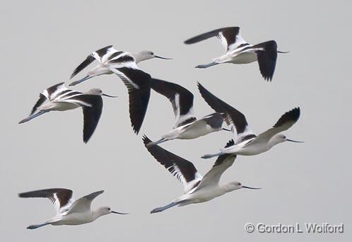 Avocets In Flight_42418A.jpg - American Avocet (Recurvirostra americana)Photographed along the Gulf coast on Mustang Island in Port Aransas, Texas, USA.